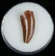 Large Raptor Tooth From Morocco - #6897-1
